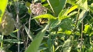 A butterfly lands on the milkweed plant.