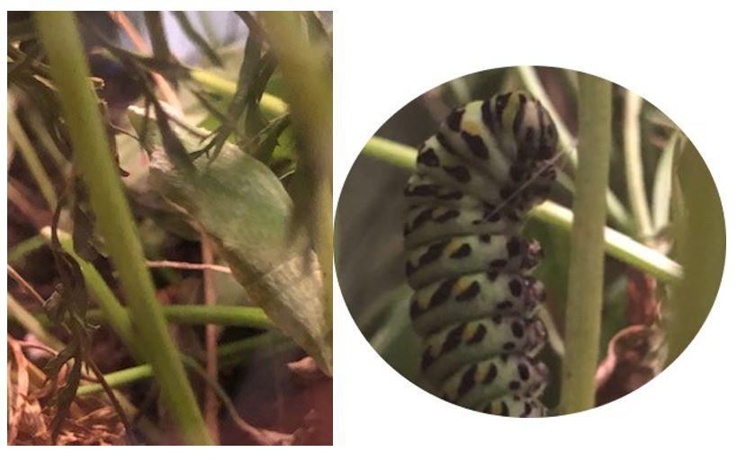 A Swallowtail butterfly looks different in stages of life.